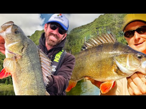 100 40+ Barsche an einem Tag an diesem Gewässer!!!