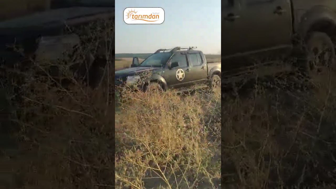 Greyderlerle girdiler: 2500 dönüm ayçiçeği tarlası Valilik eliyle yok edildi!