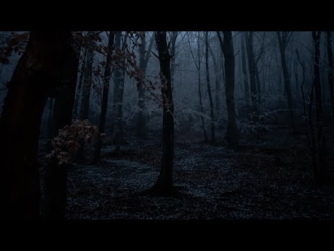 Winter is Here | Lost in the Mountain Forest | Wind & Fog | 3 HOURS