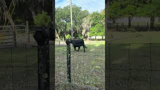 Poor Minny is wishing for a boyfriend #farming #cow #farmlife #shorts
