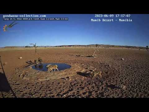 Bat eared foxes disturb black-backed jackals