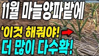 11월 마늘양파에 이것만 하면 2배 더 수확! 내년 마늘양파농사 대박!