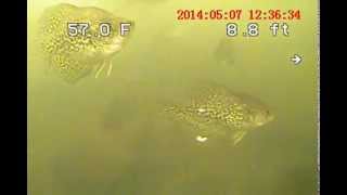 crappie fishing and slow trolling with an underwater camera