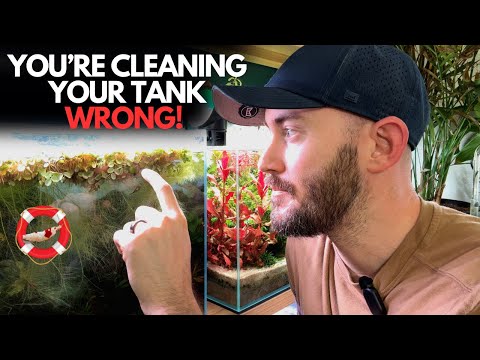 Mastering Aquarium Maintenance For Healthy Shrimp