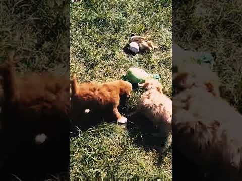 Cavapoo Welpe kaufen