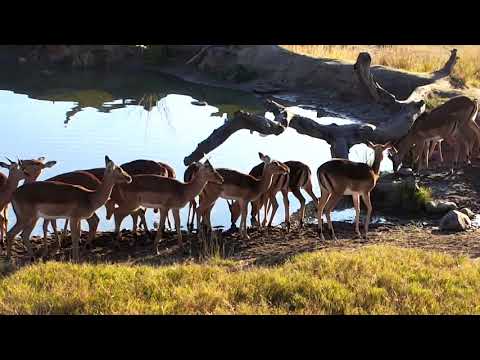 Djuma: Impala herd enjoying the morning  - 06/18/18
