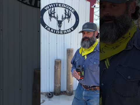 Dropping Off a Kansas Giant at Whitebone Taxidermy (Augusta KS)