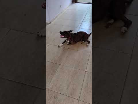 Vídeo de Pitoca