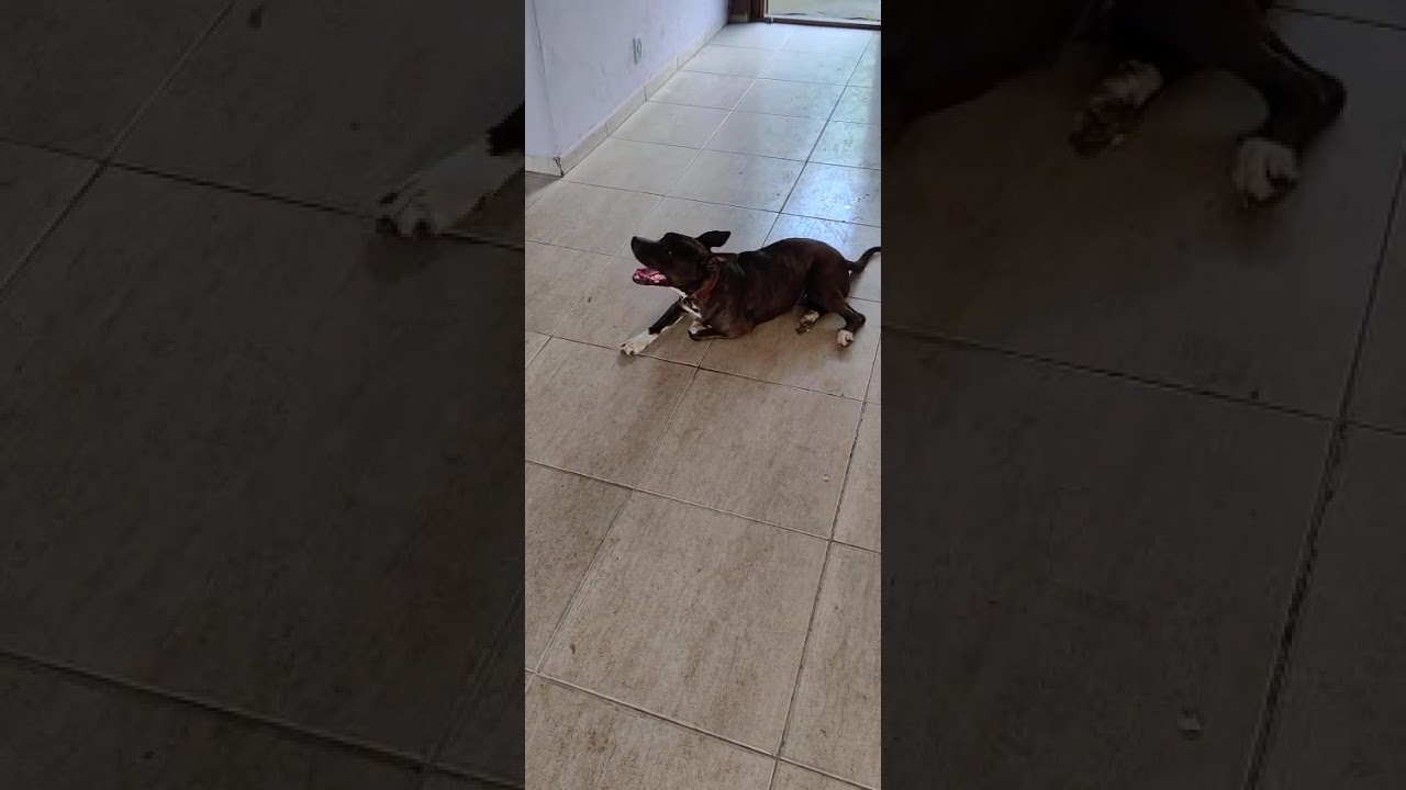 Cachorro raça Pit-Bull idade 6 ou mais anos nome Pitoca