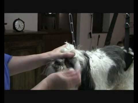 comment nettoyer oeil chien