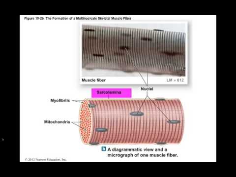 Ch 10 Muscle Tissue mp4