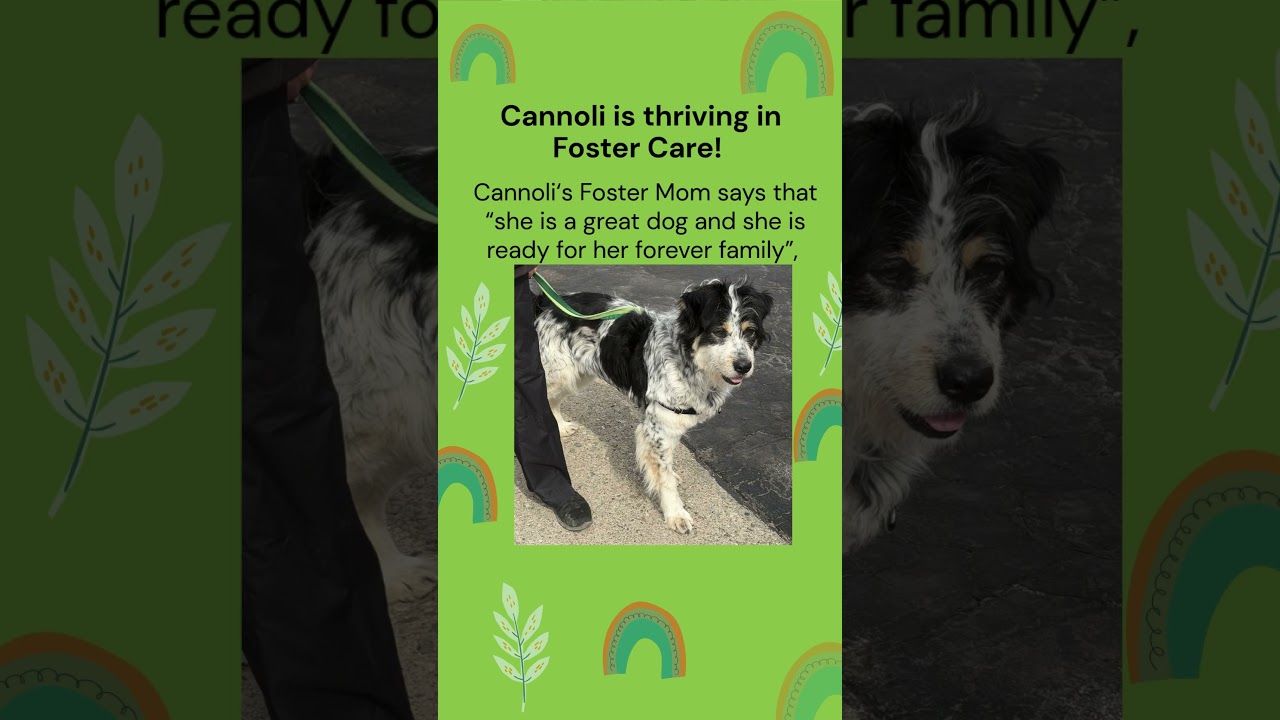 Enlarge Cannoli, an adopted mixed breed in Toronto, ON video 5/5