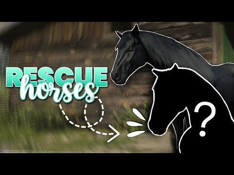 RESCUING HORSES 🐴 The Rift Wild Horse Rescue