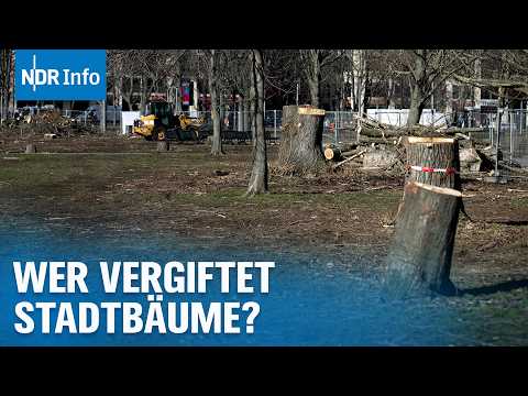 Säure-Anschlag auf Bäume in Niedersachsen: Wer vergiftet Stadtbäume? | NDR Info