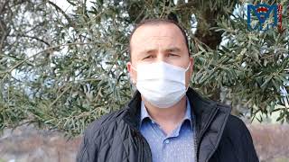 Tarihi zeytin ağaçları için tescil çalışması yapılıyor |Mut Ajans