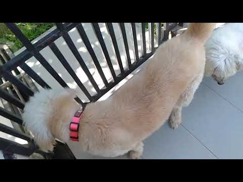 Dogs group sabah malaysia