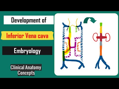 Development of Inferior Vena Cava I IVC Embryology I Anatomy I CCA