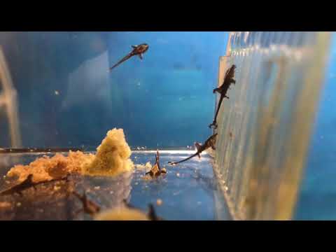 Sturisoma aureum (fry) ”Giant Whiptail”