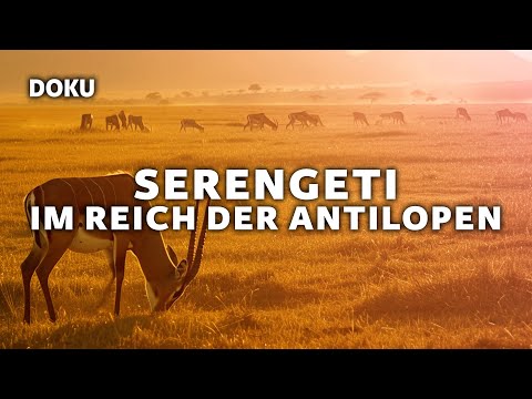 Serengeti – In the realm of the antelopes (animal documentary | full documentary in German)