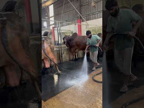 Farm duty every day 💦 #farming #cleaning #short #fypシ゚viral