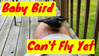 July 22, 2017 Baby Bird