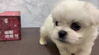 ハーフ犬の動画01