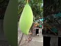 Mango Tree Green Mango Mango Greenmango