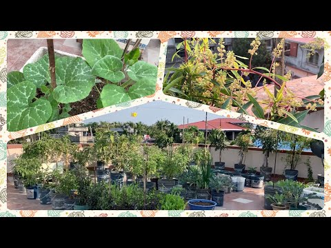 Organic Fruits And Vegetables Garden Overview Video Of My Terrace Garden In The Month Of March