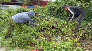 Help the community clean up overgrown sidewalks, a beautiful transformation