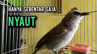 Download lagu trucukan gacor ROPEL PANJANG buat pancingan trucukan agar bunyi JADIKAN burung trucuk gacor NYAUT mp3