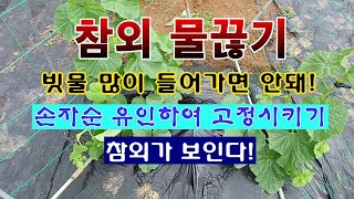 [텃밭농부 1,965]  참외 장마철 물끊기. 아들순과 손자순 유인하는 방법. #참외재배