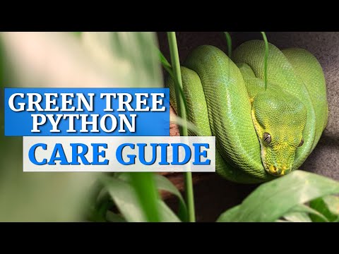 Krajta zelená džungľová (Morelia viridis) — podrobný sprievodca chovom