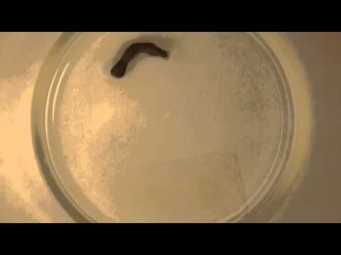 Mesmerizing magnetic fields: Dancing amoebas