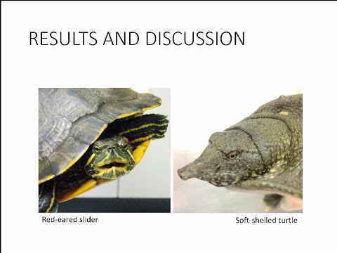 Vomeronasal Receptors in Turtles