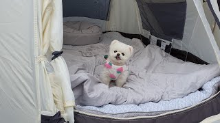 Camping with puppies