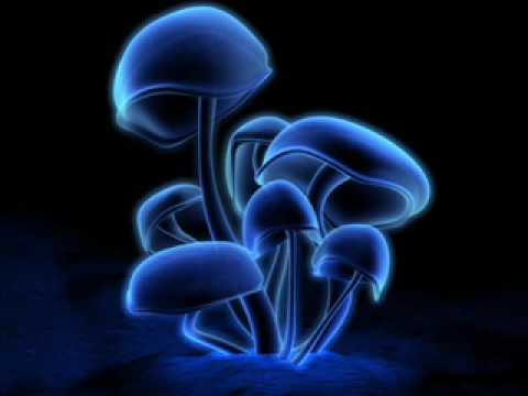 1200 micrograms- magic mushrooms