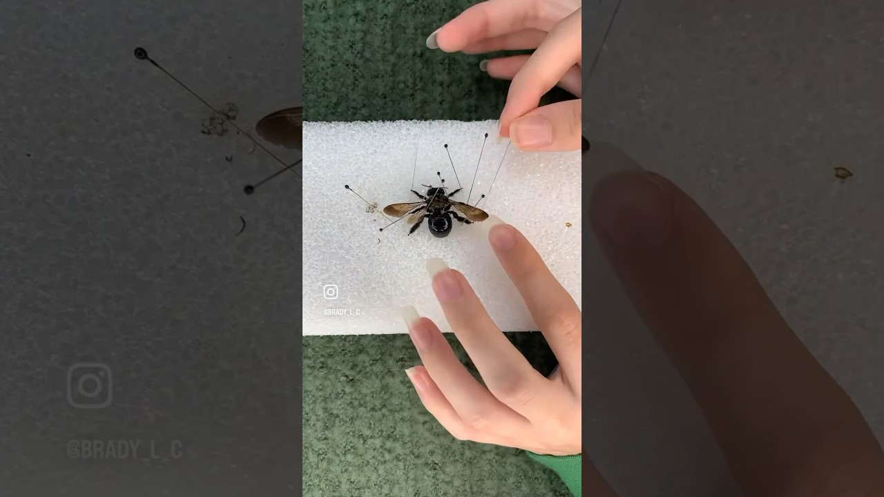 Preserving a fuzzy bumblebee🐝 #bumblebee #bee #preservation #blackandyellow #timelapse #satisfying