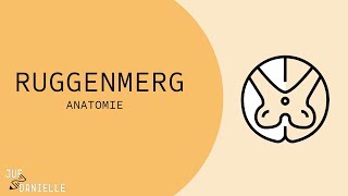Anatomie van het ruggenmerg