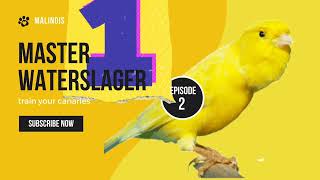 Download lagu Malinois Waterslager Canary Training Song Master episode 2 وتر سلاجر مالينوا mp3 Download lagu Malinois Waterslager Canary Training Song Master episode 2 وتر سلاجر مالينوا mp3