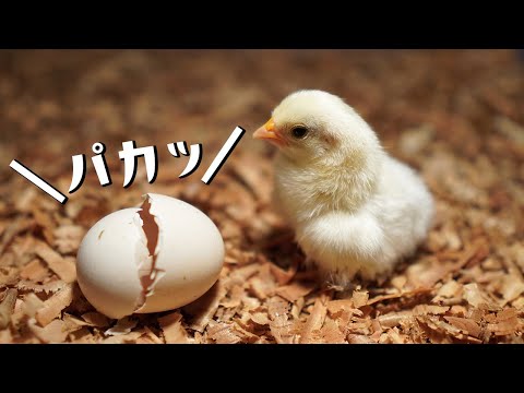 , title : 'ひよこが卵から生まれたよ【孵化】'