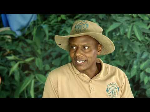 Shamba Shape Up Sn 11 - Ep 6: FallArmy worm, Mangoes, Orange Fleshed Sweet Potatoes, Market(English)