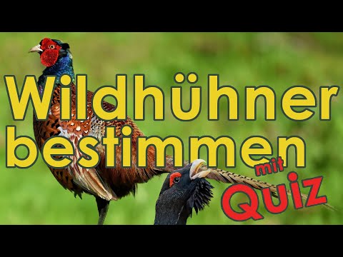 Wildhühner bestimmen - Jägerprüfung (Federwild I)