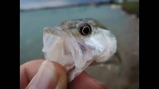 しばり
