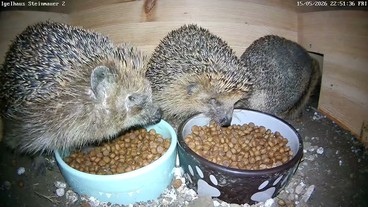 Igel in Farbe und 4k beim Fressen | 15.05.2026