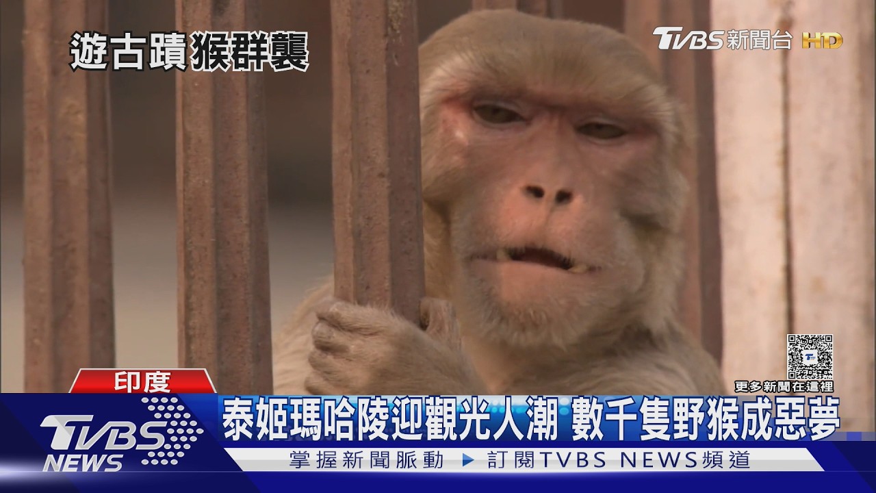 影音/泰姬瑪哈陵猴患失控!韓女慘遭撕咬 「等1小時」叫嘸救護車