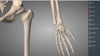 Hand och fingrar ben, leder, lig