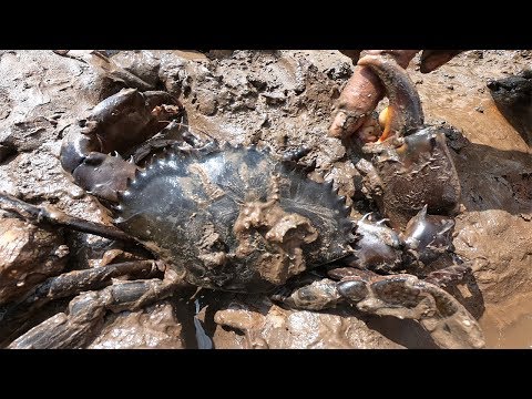 GIANT MUD CRAB Catching | Catching Alimango in the Mangroves | Find Giant Mud Crab In Dark Beach