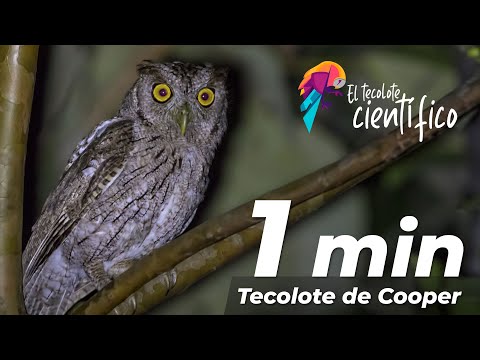 Myšiarka juhomexická — Pacific Screech-Owl