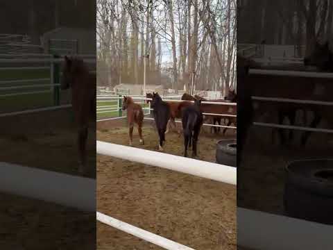 Haras Don José, Dolavon Chubut. Generación 2025