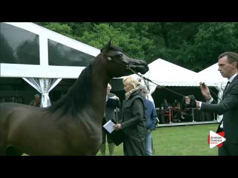 N.110 DURAH AL HAWAJER - Bruges 2016 - Yearling Fillies (Class 101B)